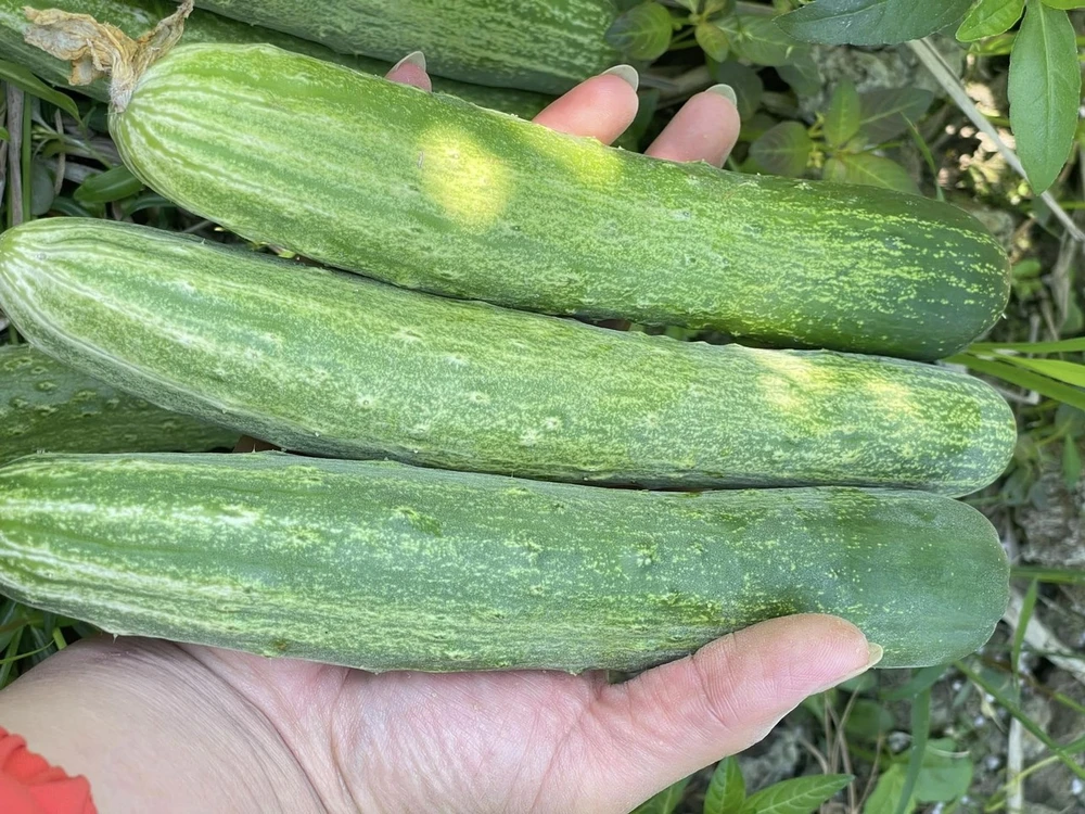 Một số siêu thực phẩm mùa hè nên bổ sung vào chế độ ăn uống của bạn.jpg