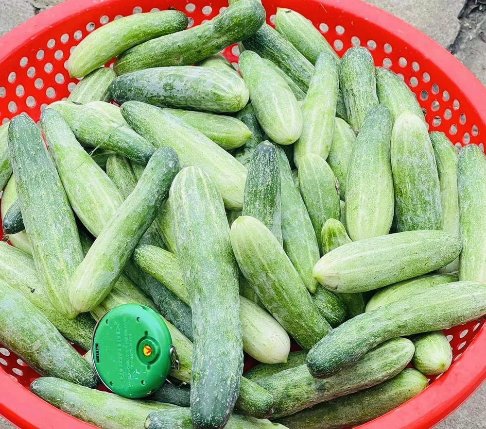 Giảm cân hiệu quả bằng nước uống dưa chuột.jpg