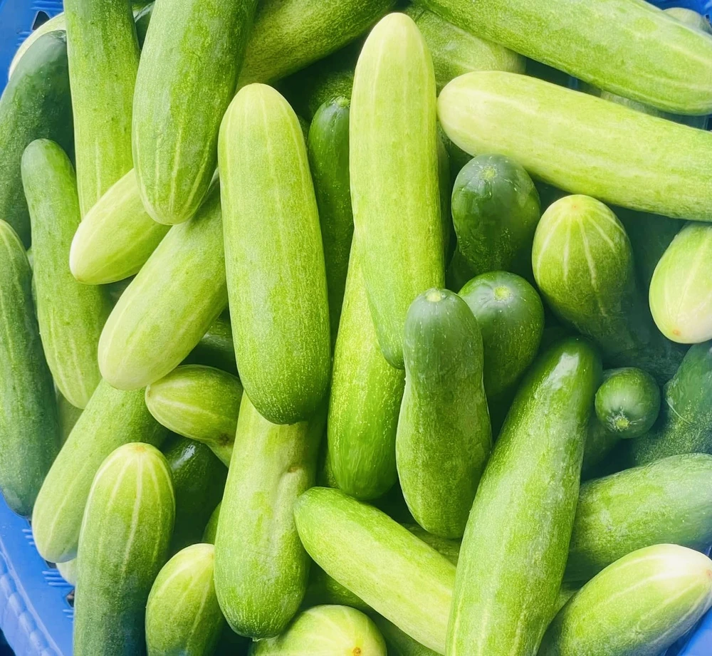 5 tác dụng của vỏ dưa leo trong đời sống hàng ngày.jpg