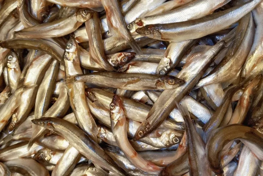 Ăn cá nhỏ có thể giúp bạn sống lâu hơn.jpg