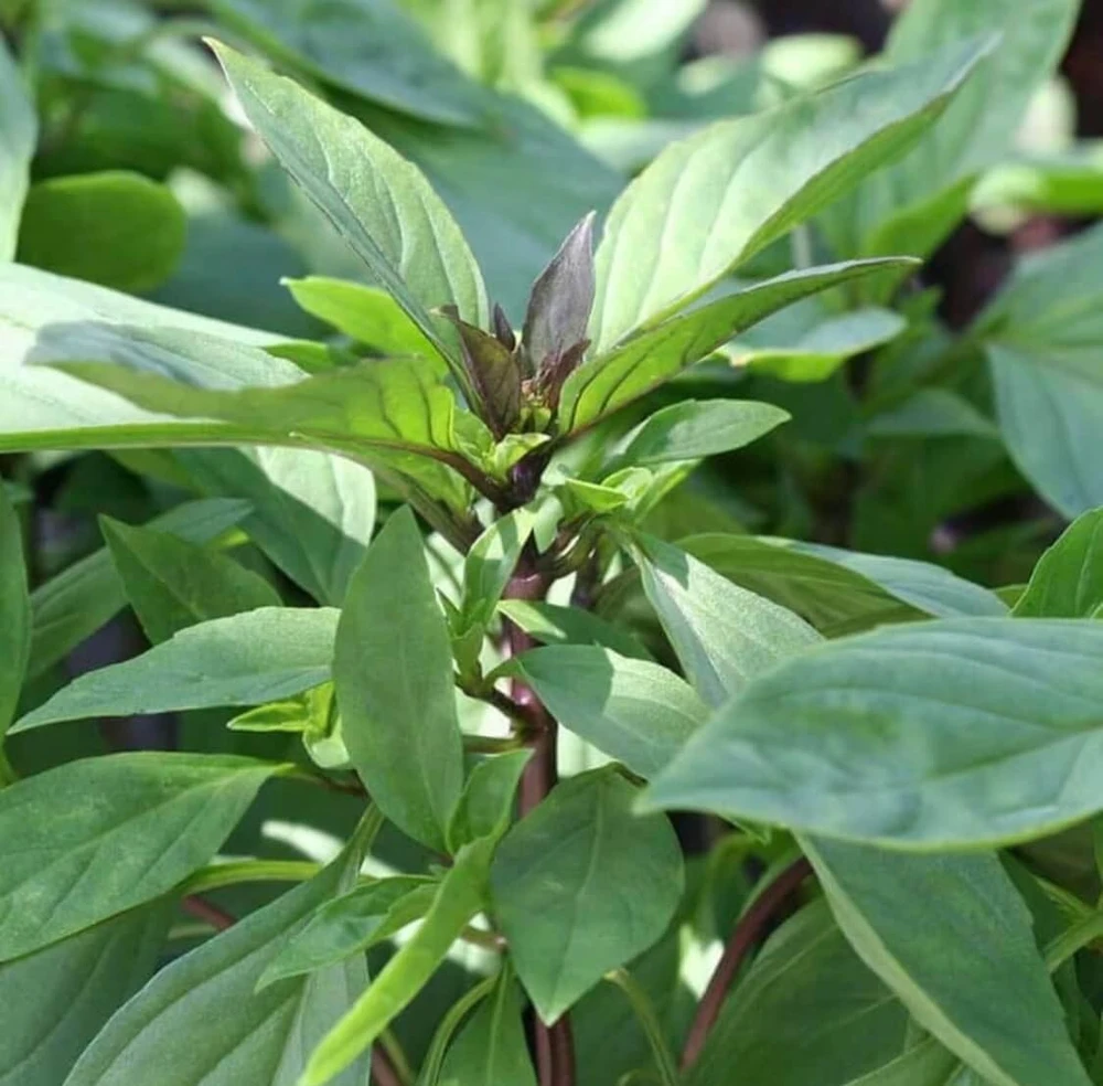 Loại rau phổ biến này giàu dinh dưỡng và tốt cho sức khỏe.jpg