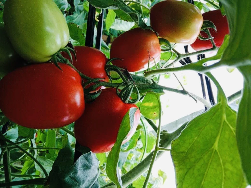 Tăng cường sức khỏe và vẻ rạng rỡ với 7 loại thực phẩm giàu dinh dưỡng này.jpg