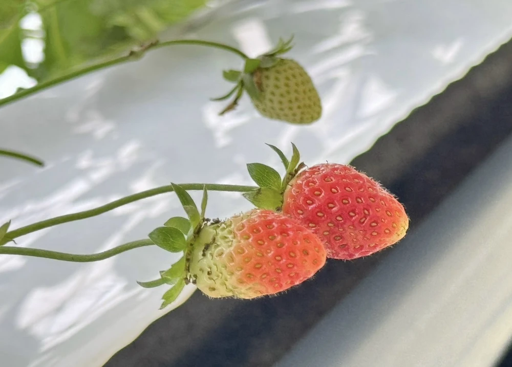 Một số loại thực phẩm có chỉ số đường huyết thấp tốt nhất để giảm cân.jpg