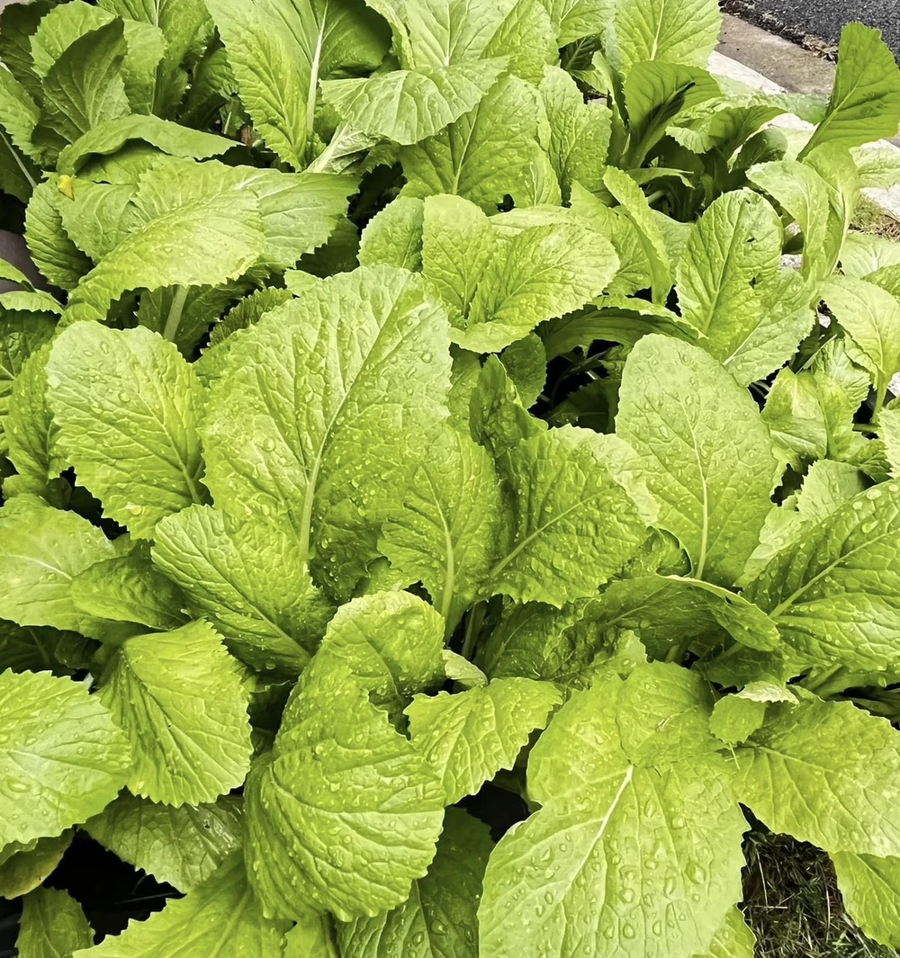 5 loại thực phẩm bạn cần tích trữ để giúp đảo ngược tình trạng gan nhiễm mỡ.jpg