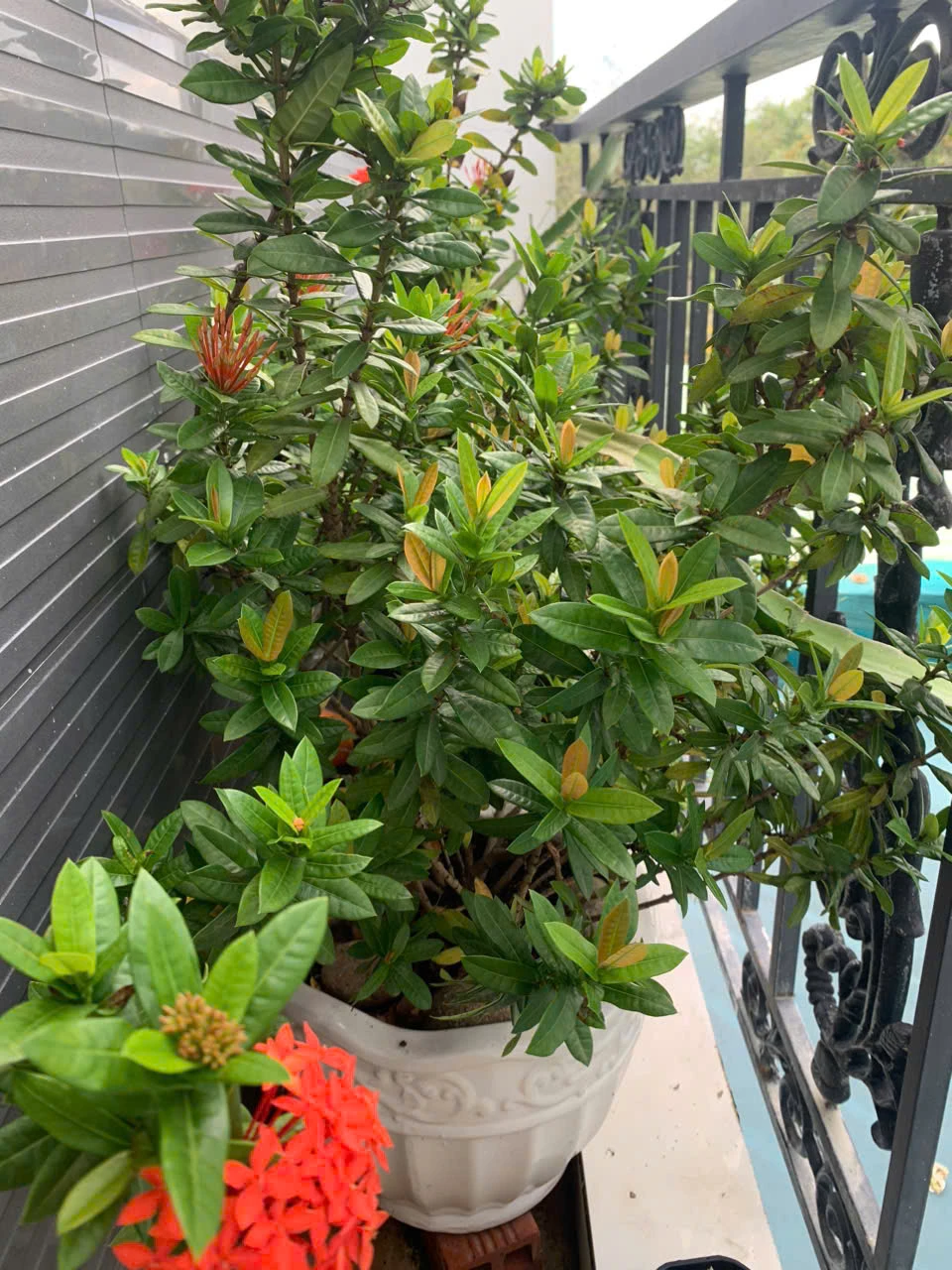 5 cách tái sử dụng sử dụng túi lọc trà xanh đã qua sử dụng.jpg