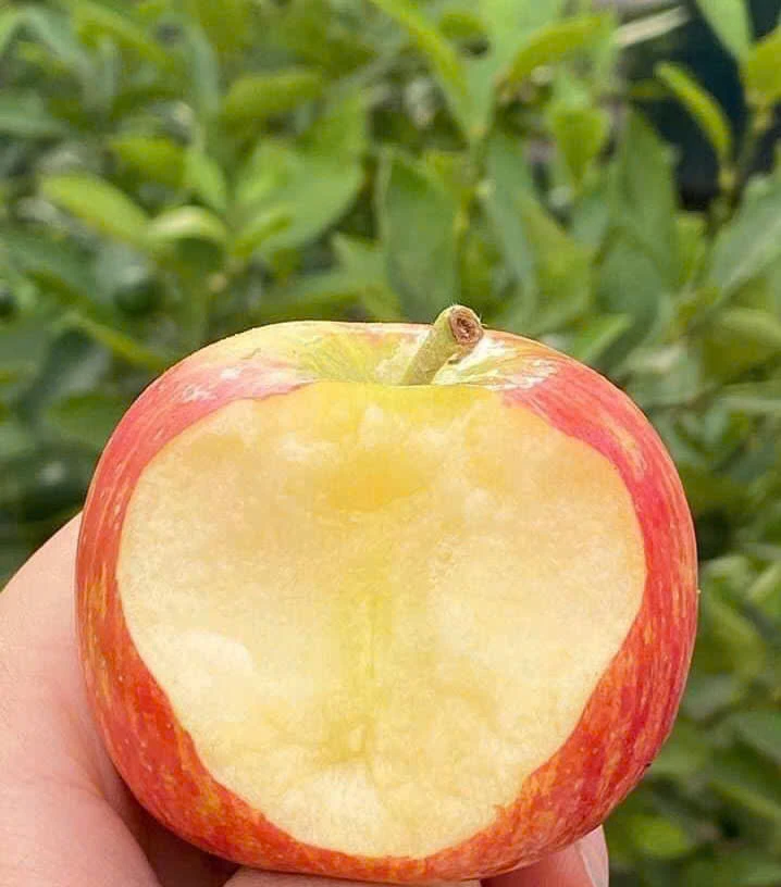 Tại sao trái cây sống có thể nguy hiểm trong mùa mưa và loại nào đáng tin.jpg