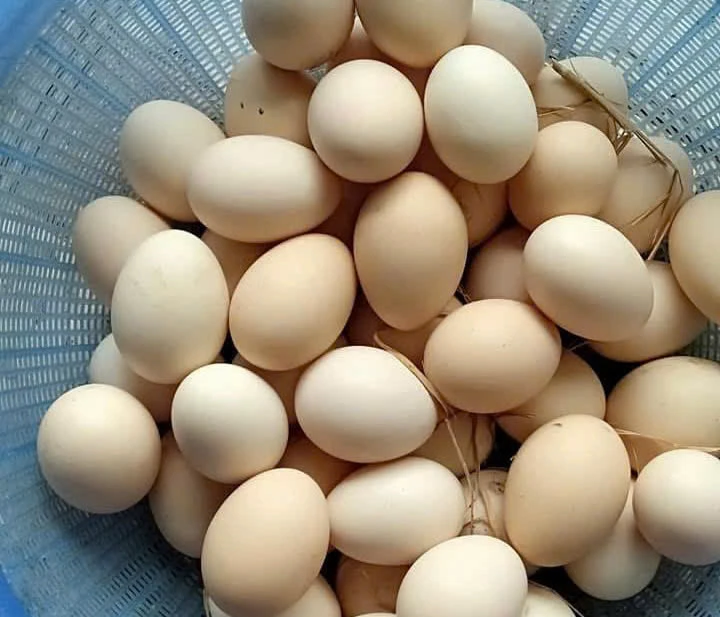 Trứng gà nâu hay trắng tốt hơn: Giải mã bí ẩn dinh dưỡng về màu sắc vỏ trứng.jpg