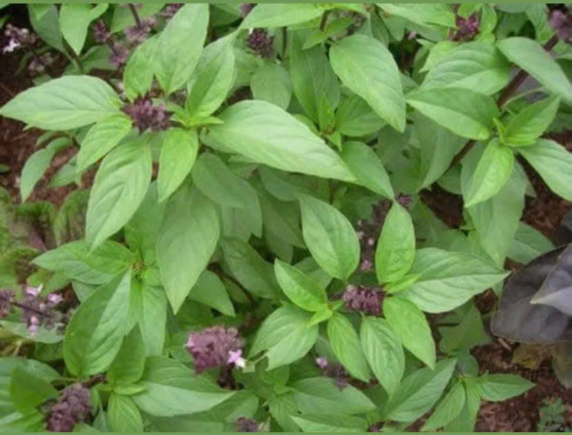 Bất ngờ với 5 lợi ích sức khỏe của việc ăn rau húng quế.jpg