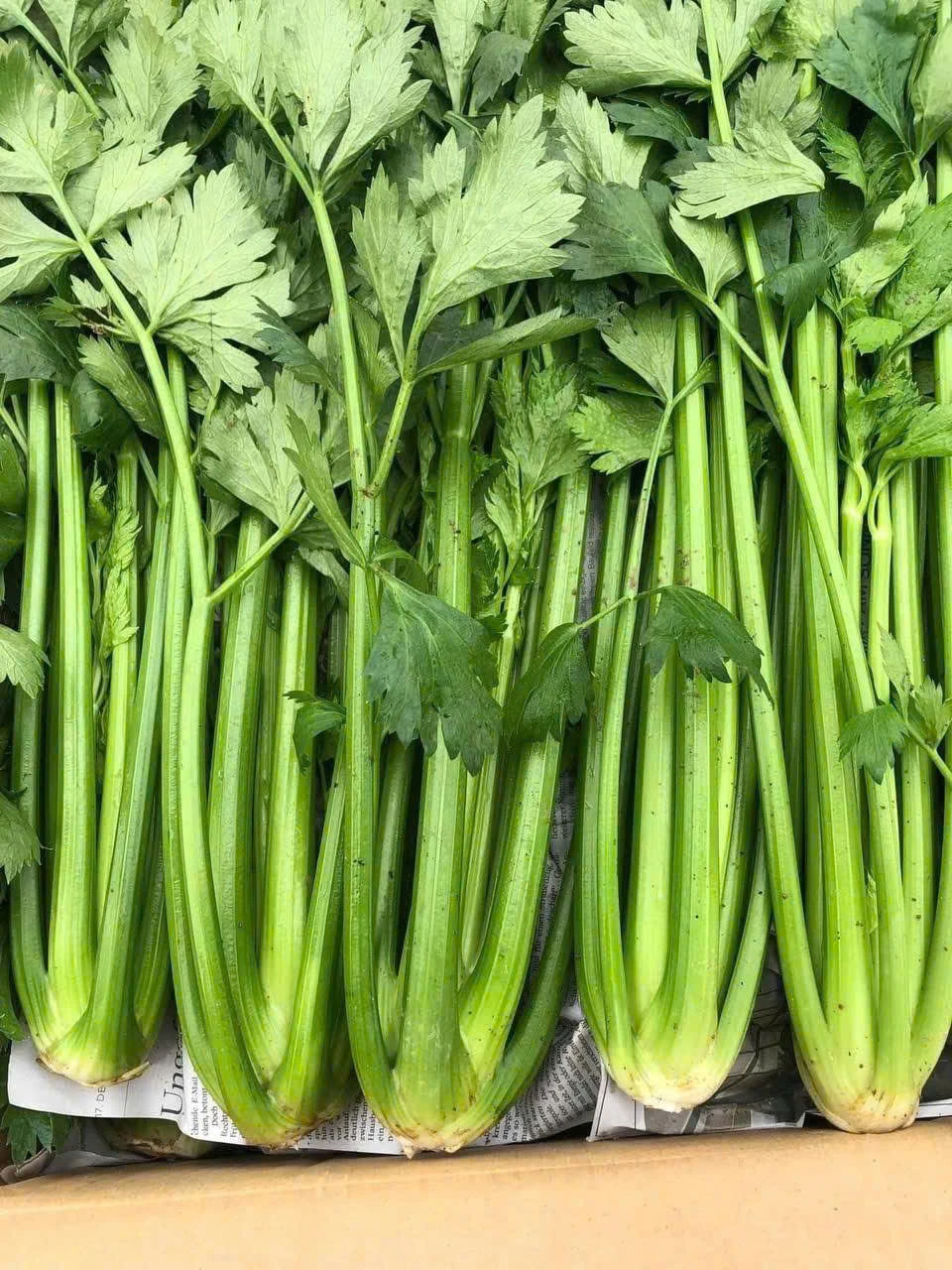 Những tác dụng phụ không thể bỏ qua khi uống nước ép cần tây.jpg