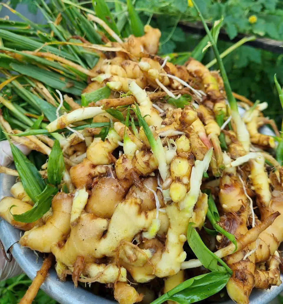 Giải mã bí quyết trường thọ của người đàn ông sống 256 tuổi.jpg