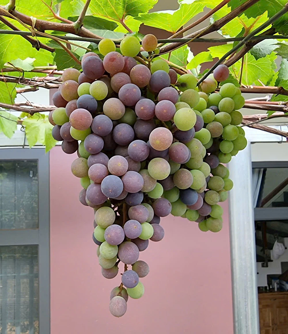 5 thực phẩm ‘vàng’ giúp giảm viêm mãn tính tự nhiên.jpg