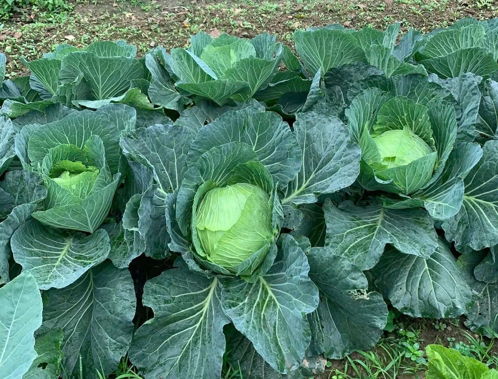 8 loại rau giúp giảm mỡ bụng hiệu quả bạn nên bổ sung ngay.jpg