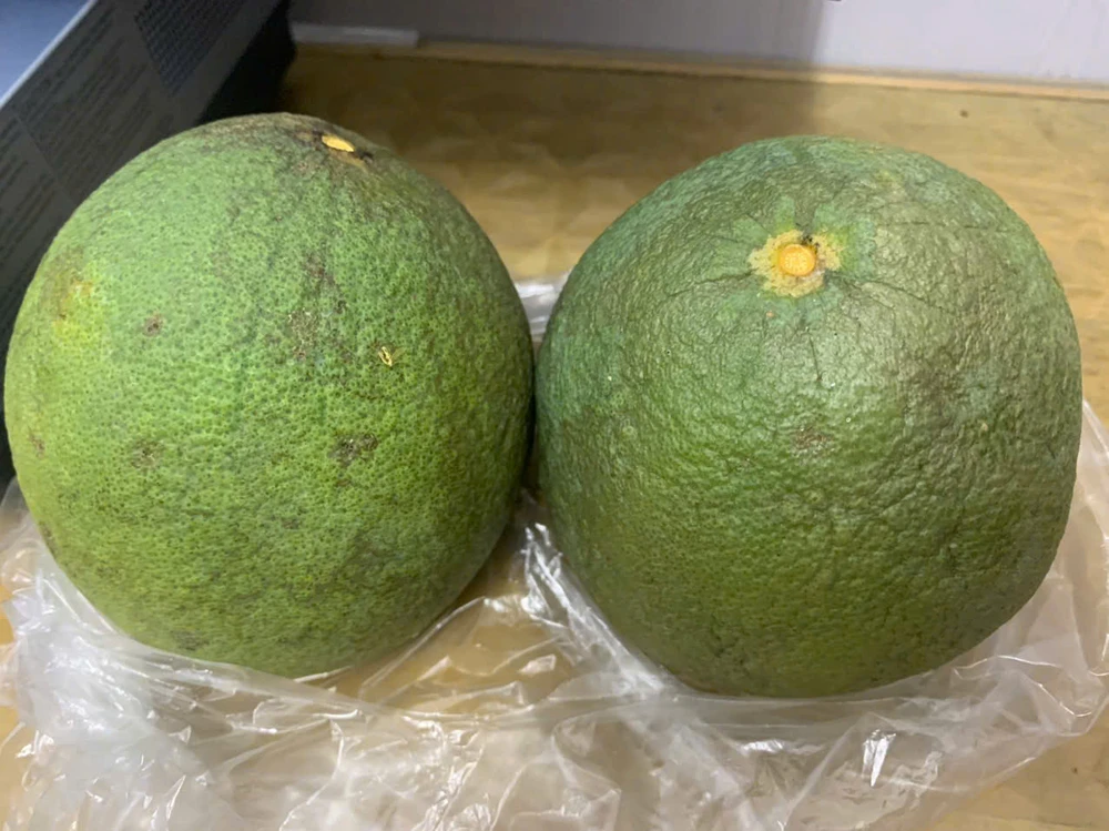 Điều gì xảy ra với huyết áp của bạn khi bạn ăn bưởi mỗi ngày?.jpg