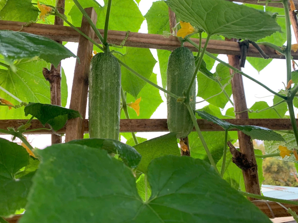 Top thực phẩm giàu nước giúp bạn luôn sảng khoái trong mùa hè.jpg