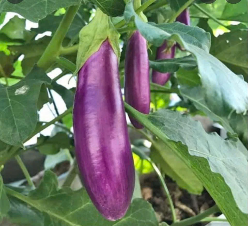 Top 12 loại rau ít đường là lựa chọn vàng cho sức khỏe và người tiểu đường.jpg