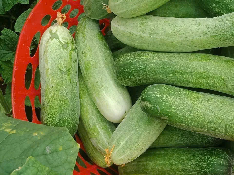 Top 12 loại rau ít đường là lựa chọn vàng cho sức khỏe và người tiểu đường.jpg