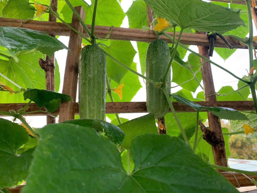 Top thực phẩm giàu nước giúp cung cấp nước hiệu quả hơn cả nước lọc.jpg