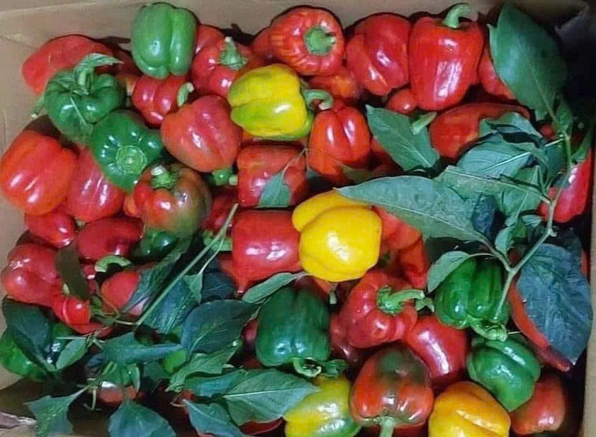 Lợi ích sức khỏe khi ăn ớt chuông thường xuyên.jpg