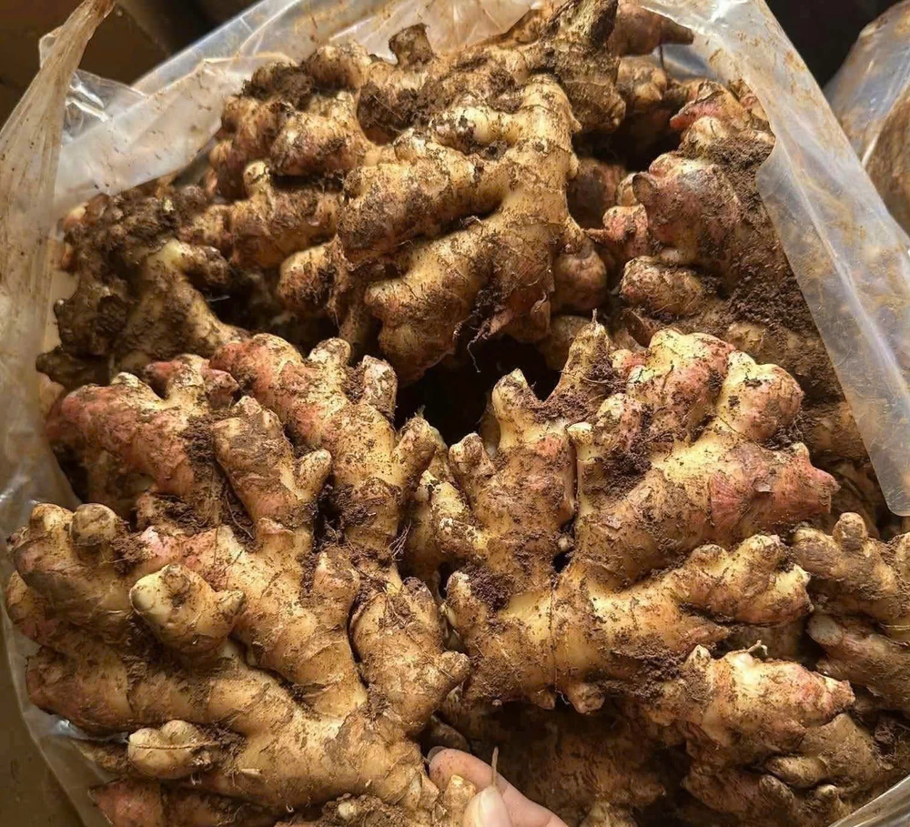 Điều gì xảy ra với chứng đau dạ dày khi bạn ăn gừng?.jpg