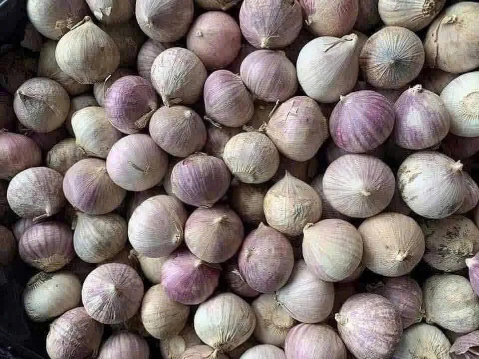 Lợi ích và rủi ro khi ăn tỏi sống mỗi ngày trong 30 ngày.jpg