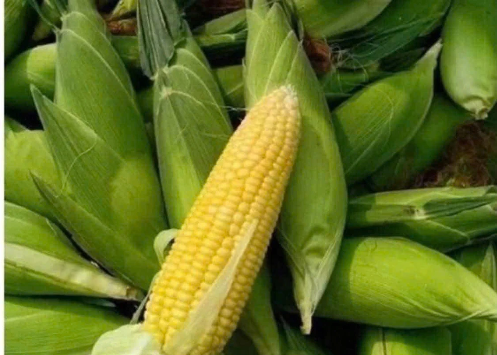 Top 10 thực phẩm giàu tinh bột tốt nhất cho sức khỏe.jpg