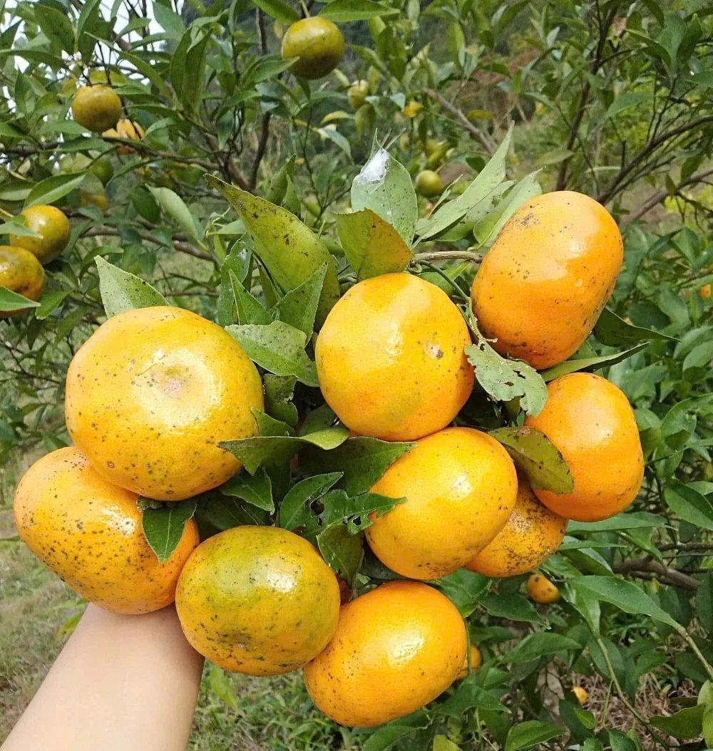 Top 5 siêu thực phẩm mùa đông tăng cường miễn dịch tự nhiên, cải thiện tâm trạng.jpg