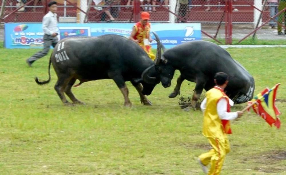 Sẽ xử lý nghiêm hiện tượng cá cược trong Lễ hội chọi trâu Đồ Sơn năm 2022.