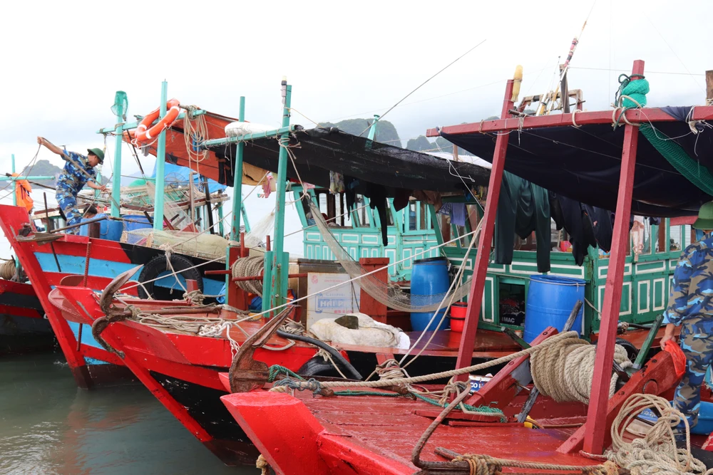 Cán bộ Biên phòng tỉnh Quảng Ninh chằng chéo tàu thuyền vào âu tàu an toàn. Ảnh LÊ ĐỒNG Cán bộ Biên phòng tỉnh Quảng Ninh chằng chéo tàu thuyền vào âu tàu an toàn. Ảnh LÊ ĐỒNG