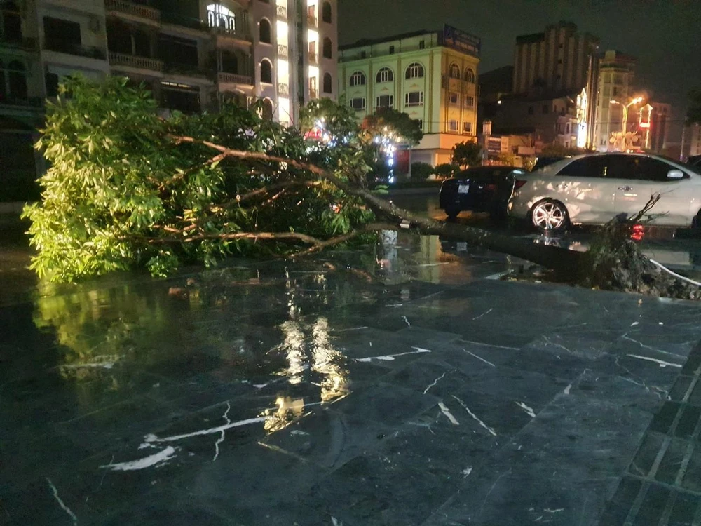 Mưa lớn kèm theo gió giật mạnh đã làm gẫy đổ hơn 120 cây xanh tại TP Móng Cái. Ảnh LÊ ĐỒNG