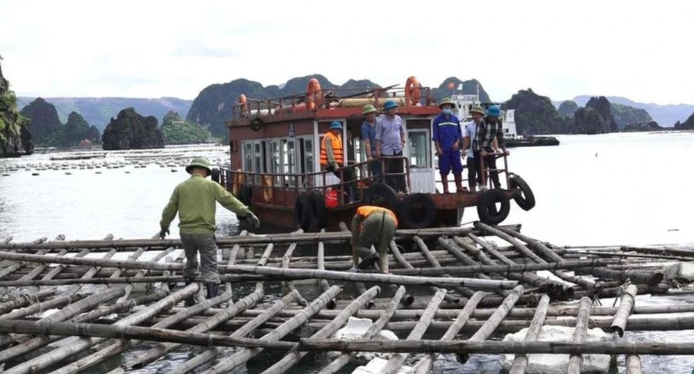 Lực lượng chức năng tháo dỡ, cưỡng chế khu vực nuôi trồng thủy sản trái phép trên vùng biển TP Cẩm Phả. CTV