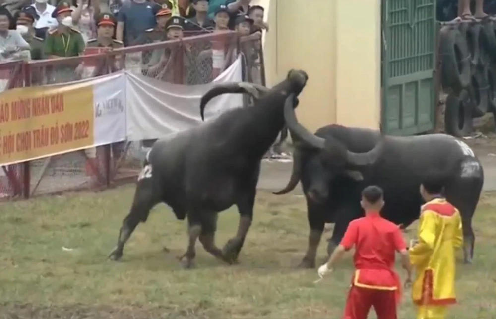 Trâu số 16 của chủ trâu Nguyễn Văn Trọng và trâu số bảy của chủ trâu Hoàng Gia Văn thi đấu trận đầu tiên, phần thắng thuộc về trâu số bảy. Ảnh CTV