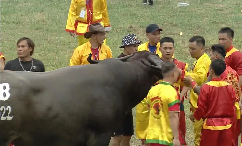 Trâu số 8 giành chiến thắng chung cuộc. Ảnh CTV