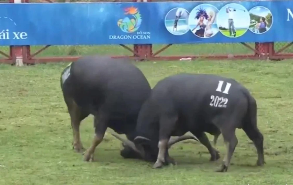 Trận đấu giữa trâu số hai của chủ trâu Phạm Văn Hiệu và trâu số 11 của chủ trâu Hoàng Trường Sơn phần thắng thuộc về trâu số hai. Ảnh CTV