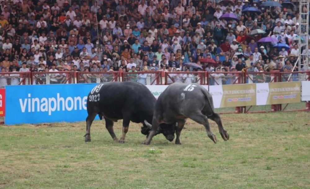 Trâu số 15 thi đấu tại vòng loại Lễ hội chọi trâu Đồ Sơn 2022. Ảnh: CTV