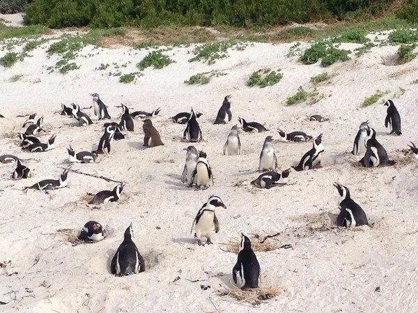 Thu Minh đi trực thăng để ngắm cảnh đẹp Nam Phi ảnh 11