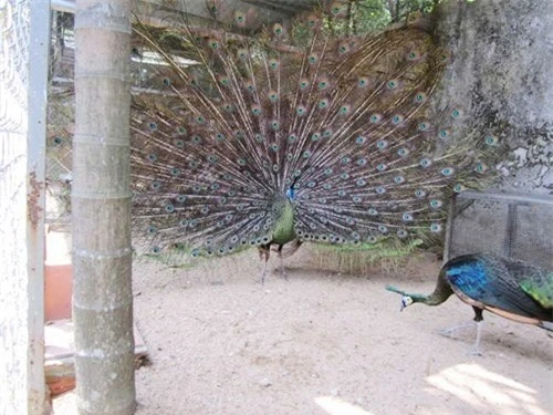 cùng chim công (Pavo muticus)