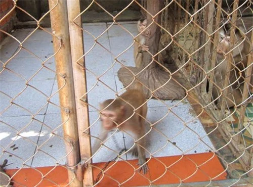 và các cá thể khỉ đang bị nuôi nhốt trái phép tại quán cafe Suối Mơ (Ảnh do Chi cục Kiểm lâm Đà Nẵng cung cấp)