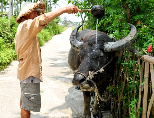 Ông Phạm Hò ở thôn 3, xã Cẩm Thanh, TP Hội An nuôi 3 con trâu làm du lịch. "Đây là năm thứ 3 gia đình tôi nuôi trâu làm du lịch. Nghề này cho thu nhập cao gấp 20 lần so với trồng lúa tại địa phương, lại khá nhàn hạ. Vào mùa hè, khách du lịch đông, có ngày đưa 5 đoàn khách đi tham quan đồng lúa, về làng rau Trà Quếvùng ven phố cổ Hội An, hướng dẫn họcày, bừa, gieo sạ,gặt lúa..., cưỡi trâu chụp ảnh lưu niệm. Trung bình mỗi tháng gia đình tôi có thu nhập ít nhất 7 triệu đồng nhờ nuôi trâu làm du lịch", ông Hò kể. 18-4-Anh-2-Nuoi-trau-lam-du-li-4015-3977