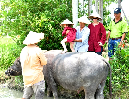 Hiện tại mỗi ngày đơn vị lữ hành này tổ chứctour trải nghiệm đồng quê cho du khách khoảng 3 giờvào hai buổi, sáng xuất pháttừ lúc 7h30, chiều lúc 15h.Theo anh Khoa,một khi đồng quê không còn đồng ruộng, trâu, bò thì miền quê ấy chỉ tồn tại phần xác mà không còn hồn nữa. 18-4-Anh-5-Nuoi-trau-lam-du-li-2921-4597