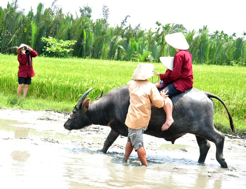 Du khách say sưachụp ảnh lưu niệm cho người thân ngồi trên lưng trâu tham quan đồng quê vùng ven phố cổ Hội An. 18-4-Anh-7-Nuoi-trau-lam-du-li-9320-1856