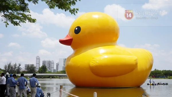 Chú vịt vàng khổng lồ đã tới Việt Nam ảnh 5