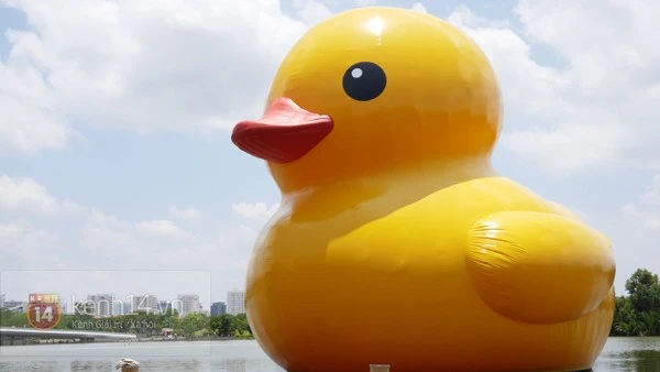 Chú vịt vàng khổng lồ đã tới Việt Nam ảnh 7