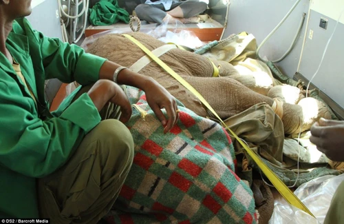 Đội cứu hộ tiêm thuốc mê đưa voi về trung tâm bảo tồn