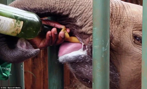 Uống sữa sau chuyến đi dài mất nước...