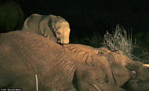 Voi con 5 tháng tuổi bên xác mẹ