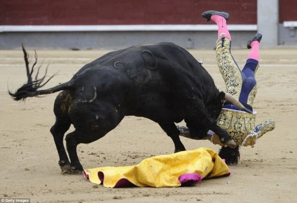 Tây Ban Nha: Chết khiếp vì các đấu sĩ đều bị bò tót hạ gục ảnh 2