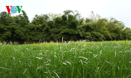 Trong công viên có những trảng cỏ xanh thật mát mắt.