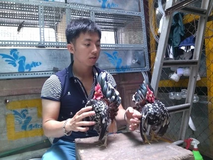 Trần Linh Huế bên những chú gà cưng của mình.