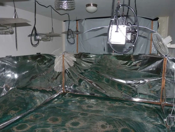 Hoa hậu phu nhân gốc Việt lãnh 3 năm tù vì trồng cần sa ảnh 3