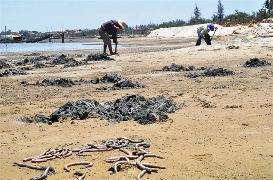 Khai thác giun biển tại vùng đầm phá Tam Giang cần ngăn cấm triệt để